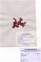 藏品(角叉菜)的圖片